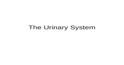 The Urinary System. Outline Introduction – Basic Anatomy & Function ...