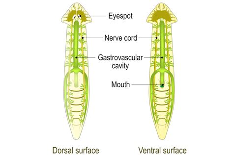 Phylum Platyhelminthes Traits and Classification - A Learning Family