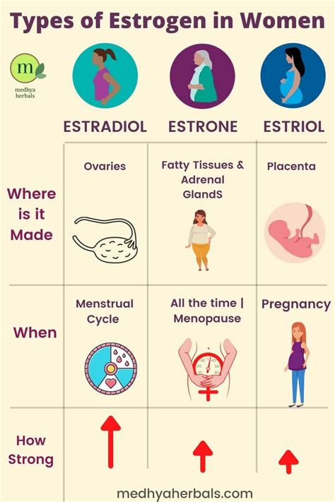 15 High Estrogen Symptoms in Women: What You Need to Know