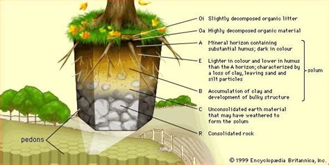 Part 2 | Factors Responsible for the Formation of Soil, Soil Profile ...