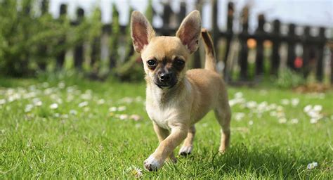 ANIMALS TIME : Chihuahua Dog (Gallery 10)