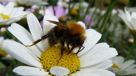 Tree Bumblebee | MarkEisingBirding