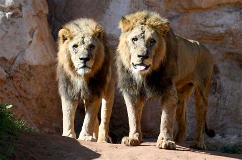 New archeology exhibition highlights Atlas Lions' thousands of years ...