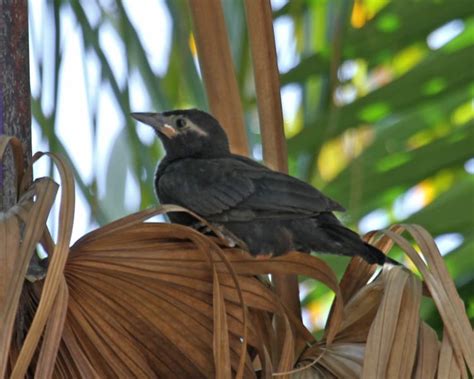 Common Grackle – juvenile 5968 | Birdspix