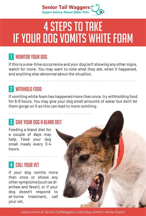 What Does It Mean When Your Dog Vomit White Foam at Amber Claudia blog