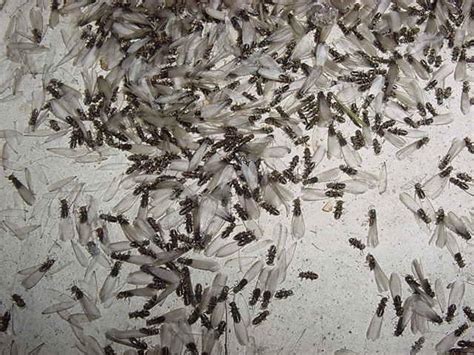 Flying Ants and Termites - Vulcan Termite & Pest Control