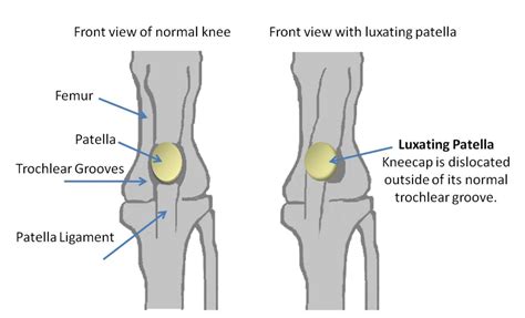 What Is A Luxating Patella? - Molly