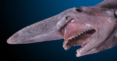 Meet the goblin shark, a living fossil found in the deep seas