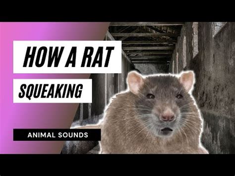 The Animal Sounds: Rat Squeaking - Sound Effect - Animation - YouTube