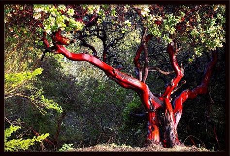 red bark tree california - Salience Vodcast Photogallery