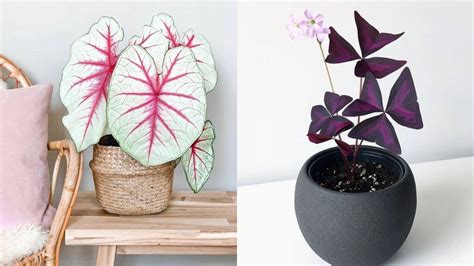 8 of the best indoor plants to buy online if you want to bring the ...