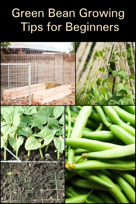 Growing Tips: Green Beans for Beginners | The garden! in 2021 | Growing green beans, Healthy ...