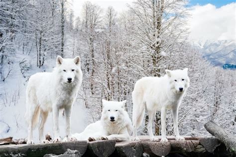 16 White Wolf Meanings: Symbolism, Dreams & Legends UniGuide