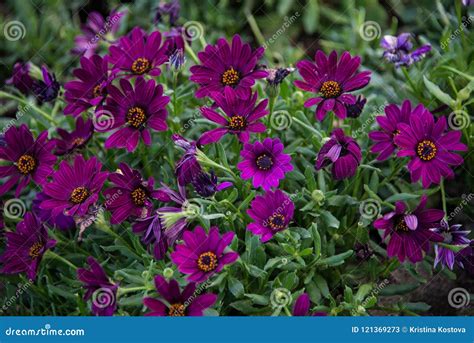 Dorotheanthus Bellidiformis Violet Flowers Stock Image - Image of prognose, leafs: 121369273