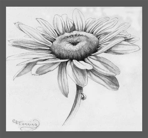 Need a daisy pattern | Daisy drawing, Pencil drawings of flowers, Flower sketches