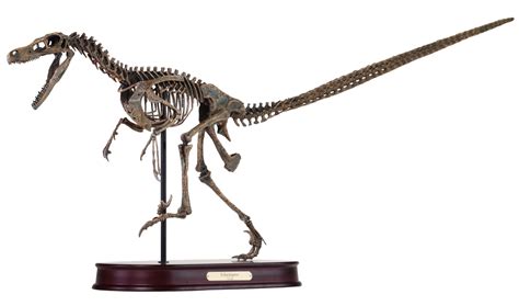 Velociraptor Skeleton Model | DinoStoreus