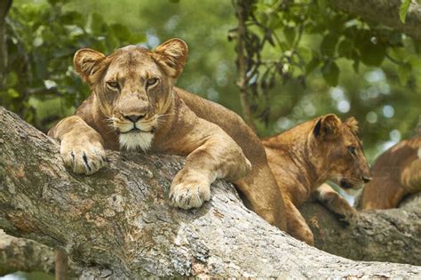 Lions in Uganda Pearl of Africa - Uganda Safaris | Gorilla Trekking ...