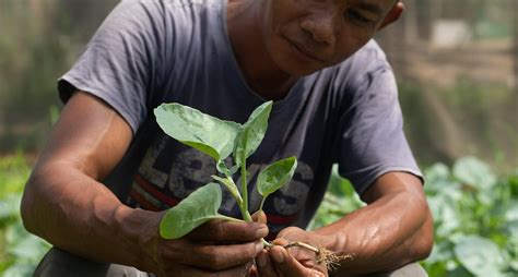 ¡Listos para celebrar el Día Internacional de la Sanidad Vegetal!