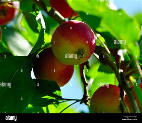 Apple; Apple Tree; Fruit; Tree; Harvesting; Crop; Farm; agriculture; red; background; beautiful ...