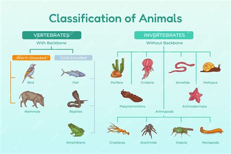 Free Vector | Hand drawn classification of animals infographic