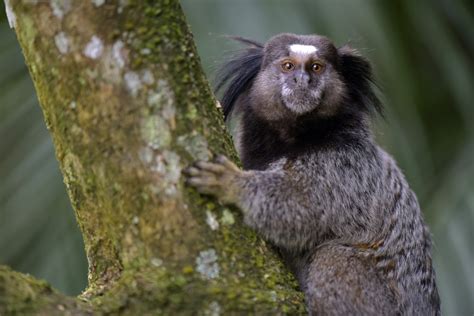 Sagui - Espécie de Macaco - Animais - InfoEscola