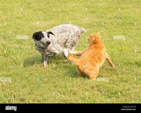 Dog chasing after a cat hi-res stock photography and images - Alamy