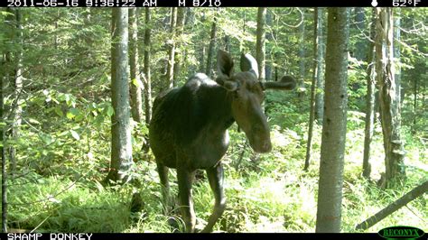 Swamp Donkey Adventures: NH Hunting Guide