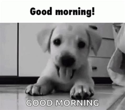 Good Morning Dog GIF - GoodMorning Dog Cute - Discover & Share GIFs