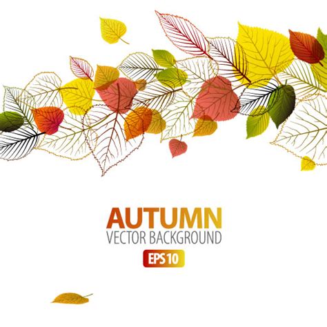 Fall Leaves Vector Free at Vectorified.com | Collection of Fall Leaves Vector Free free for ...