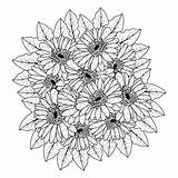 Gerber Daisy Coloring Pages sketch template