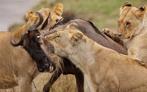 Fondos de Pantalla 1920x1200 León Grandes felinos Leona Caza Animalia ...