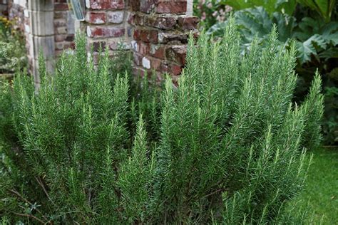 Growing Rosemary: The Complete Guide to Plant, Grow, & Harvest Rosemary