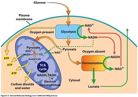 Anaerobic Respiration Diagram | Quizlet