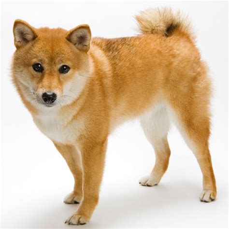 The Japanese Shiba Inu is one of very few ancient breeds of dog still in existence. It is ...