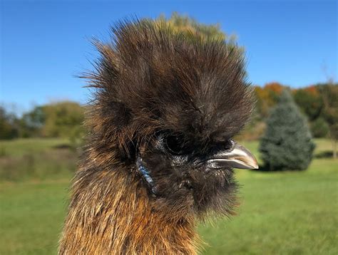 How to Trim a Chicken's Beak - Hobby Farms