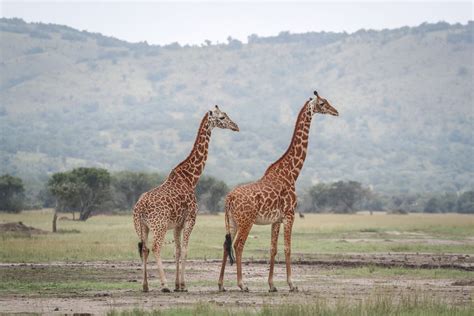 Akagera National Park – Visit Rwanda