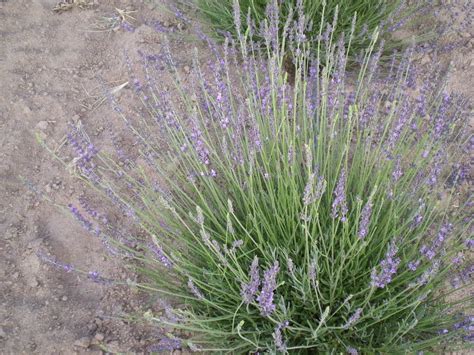 Still Waters Lavender: 2014 Long Stemmed Lavender Varieties Ready to Harvest (Instructions on ...