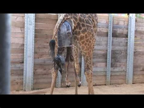 Giraffe Giving Birth From Beginning To End