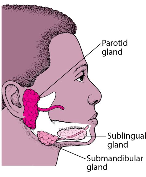 Salivary Gland Disorders - Ear, Nose, and Throat Disorders - Merck ...