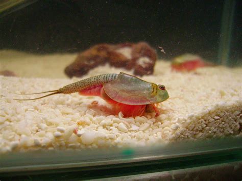 Triops longicaudatus | What I call the 'short form' of T.lon… | Flickr