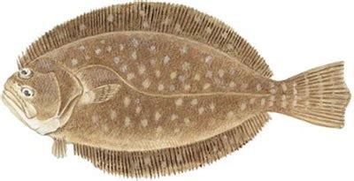 Fish Identification: Southern Flounder (Paralichthys lethostigma)