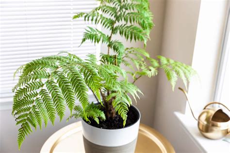 How to Grow and Care for Australian Tree Fern