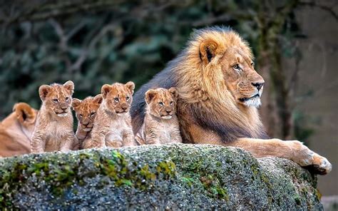 Lion, Nature, Animals, Baby Animals / and Mobile Background, Animal Family HD wallpaper | Pxfuel