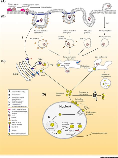 Journey to the Center of the Cell: Tracing the Path of AAV Transduction ...