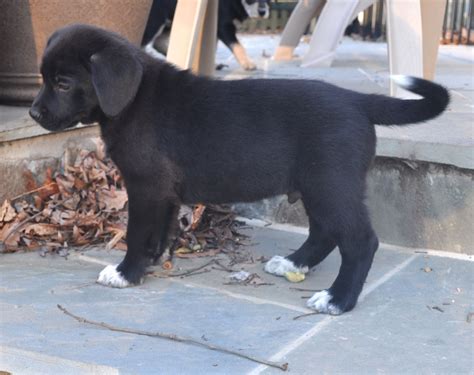 Bogle Dog (Boxer-Beagle Mix) Info, Temperament, Puppies, Pictures