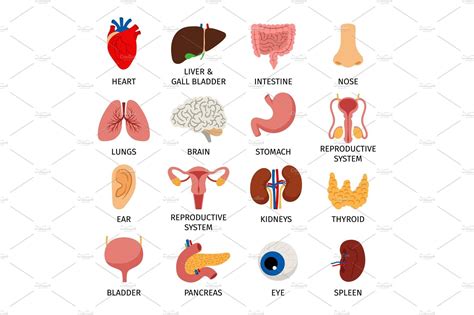 Human body internal organs set | Body anatomy organs, Human body anatomy, Anatomy organs