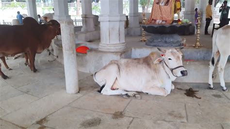 Goshala(Cow Shelter), Alipiri, Thirupati. - YouTube