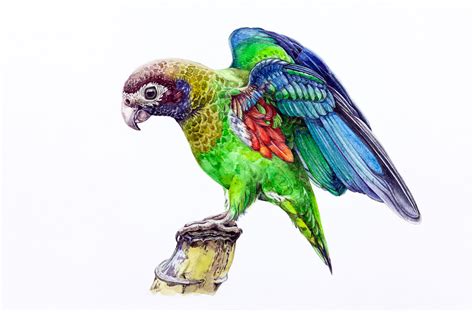 Birds watercolor sketches on Behance