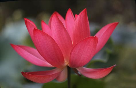 Red Lotus Flower - Flower HD Wallpapers, Images, PIctures, Tattoos and Desktop Background