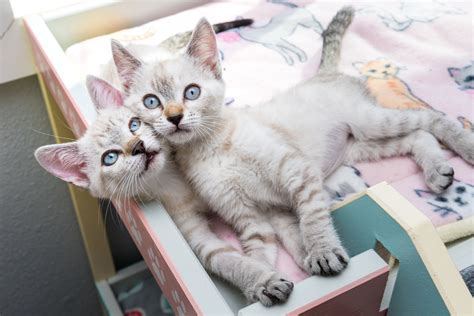 Why Two Kittens Are Better Than One — Kitten Lady